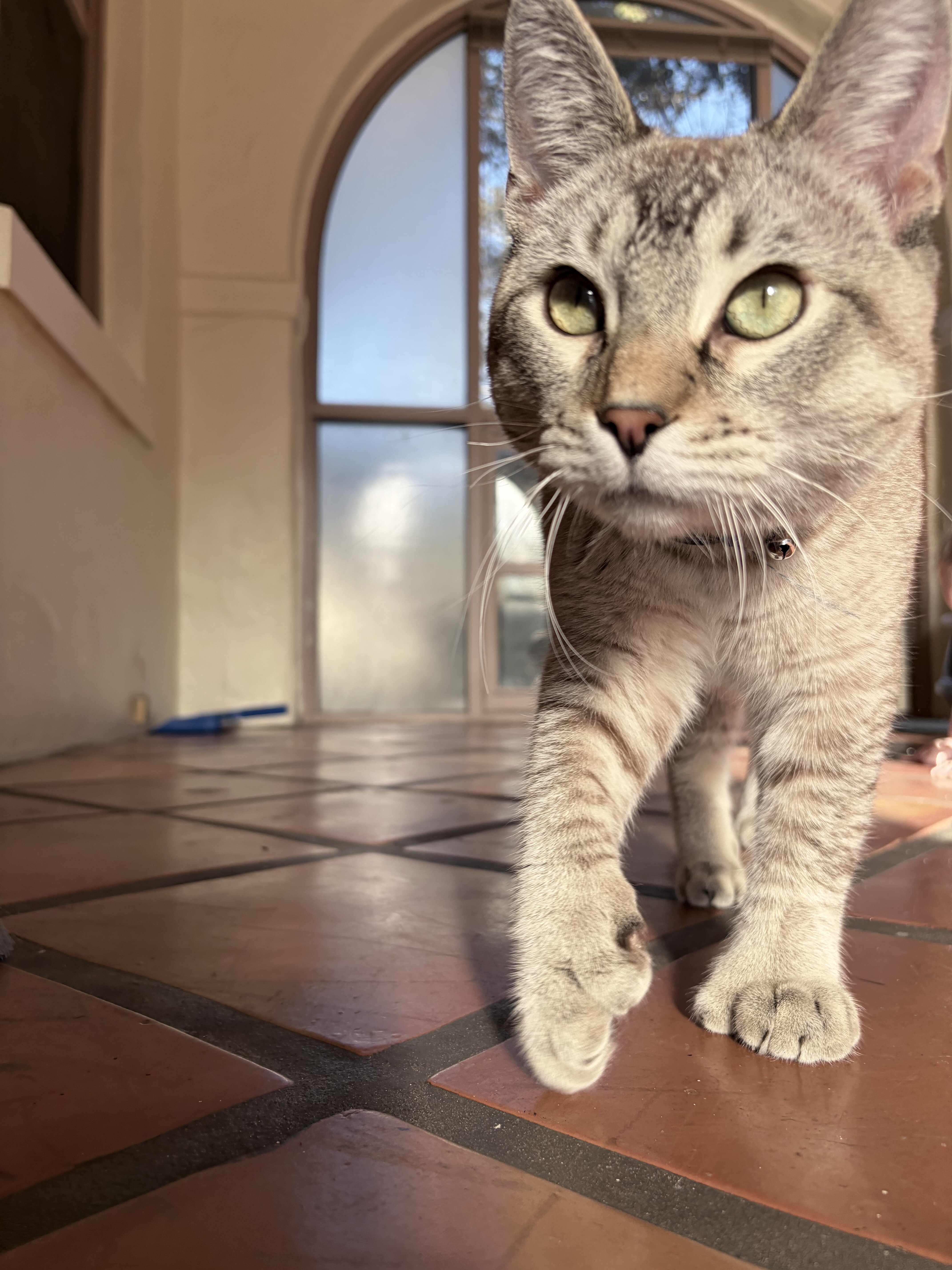 Exotic Polydactyl Savannah Hybrid image 2