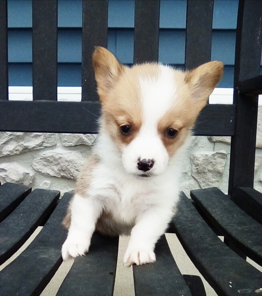 Akc pembroke corgi female image 1