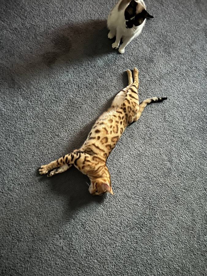 Bengal kittens image 8