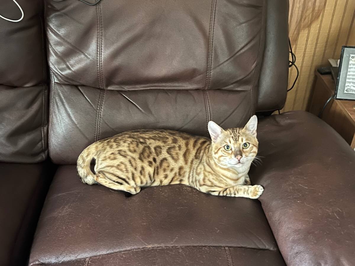 Bengal kittens image 9