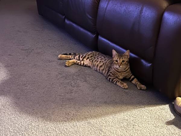 Bengal kittens image 10