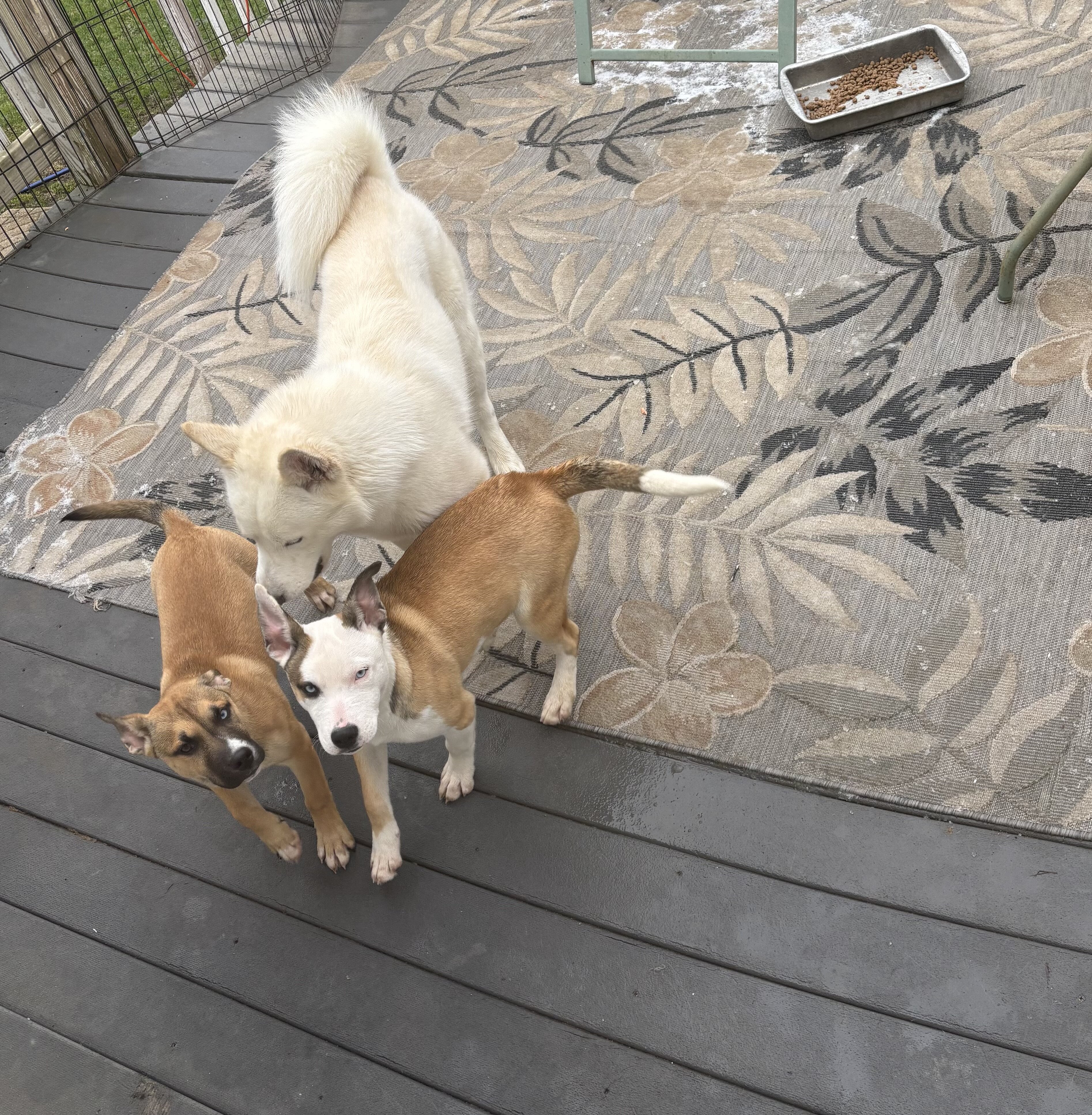 Staffordshire Terrier/Husky puppies image 1