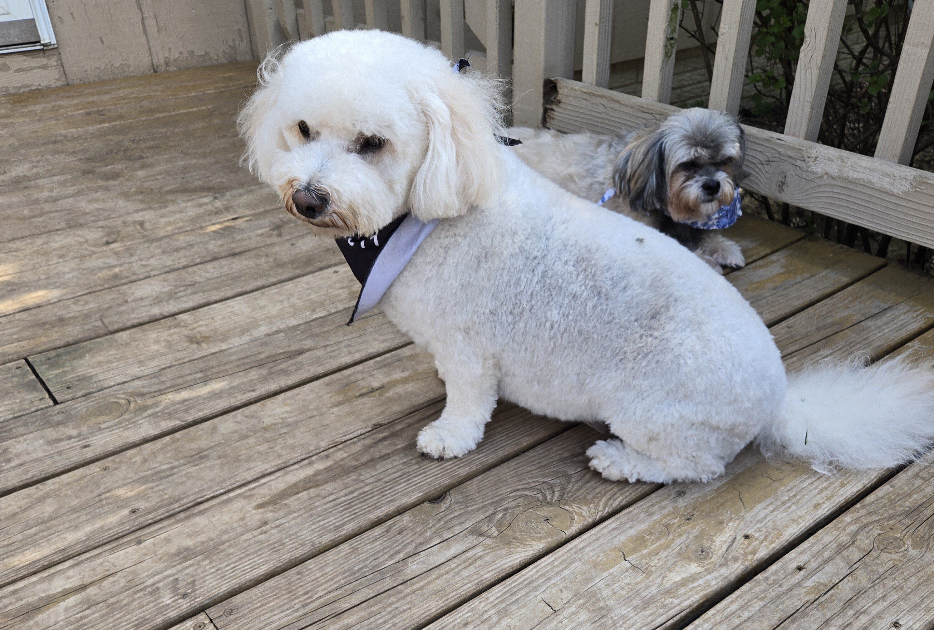 Poodle mix image 1