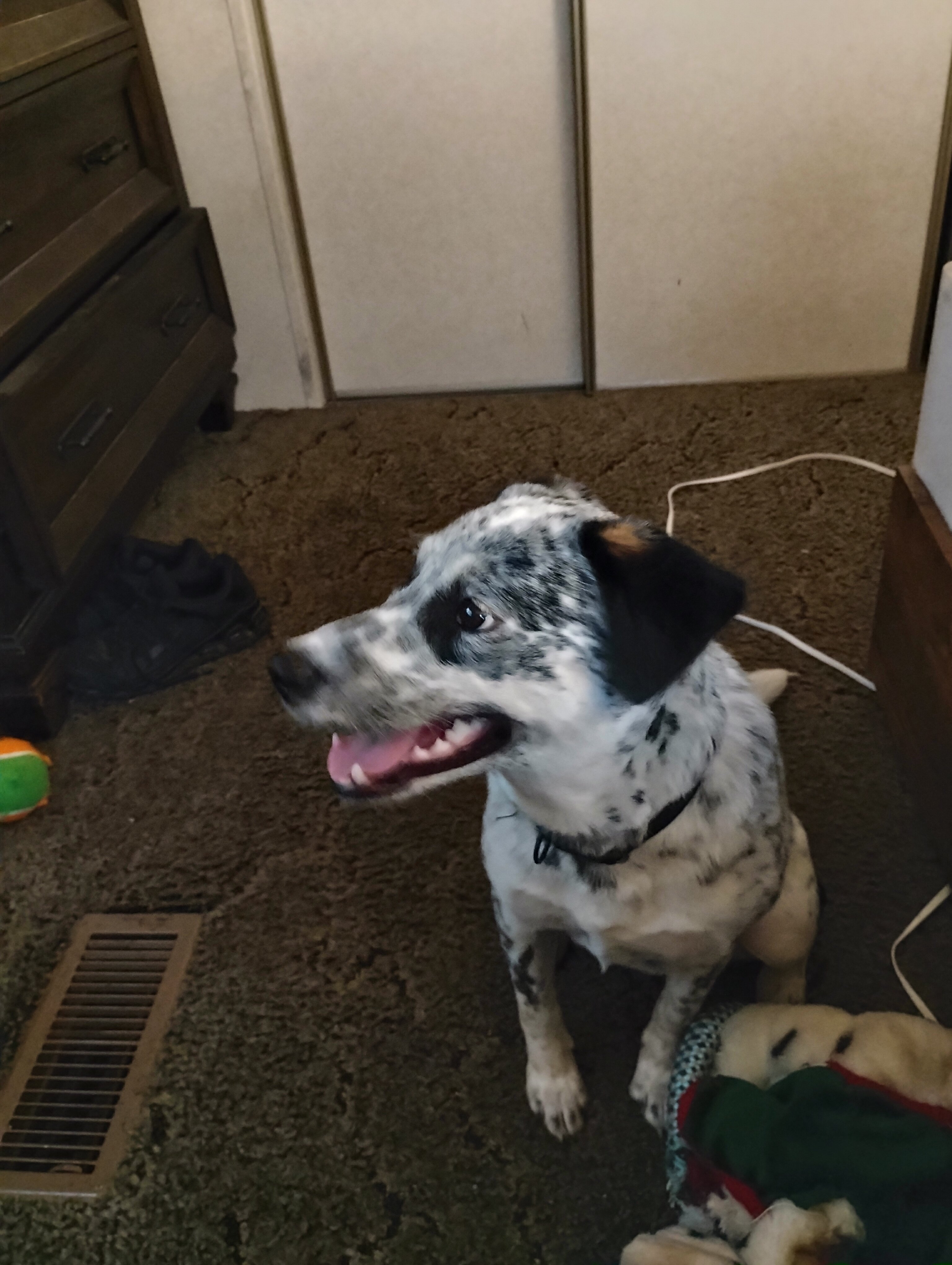 Sassy, Australian Cattle Dog (1yr) image 1