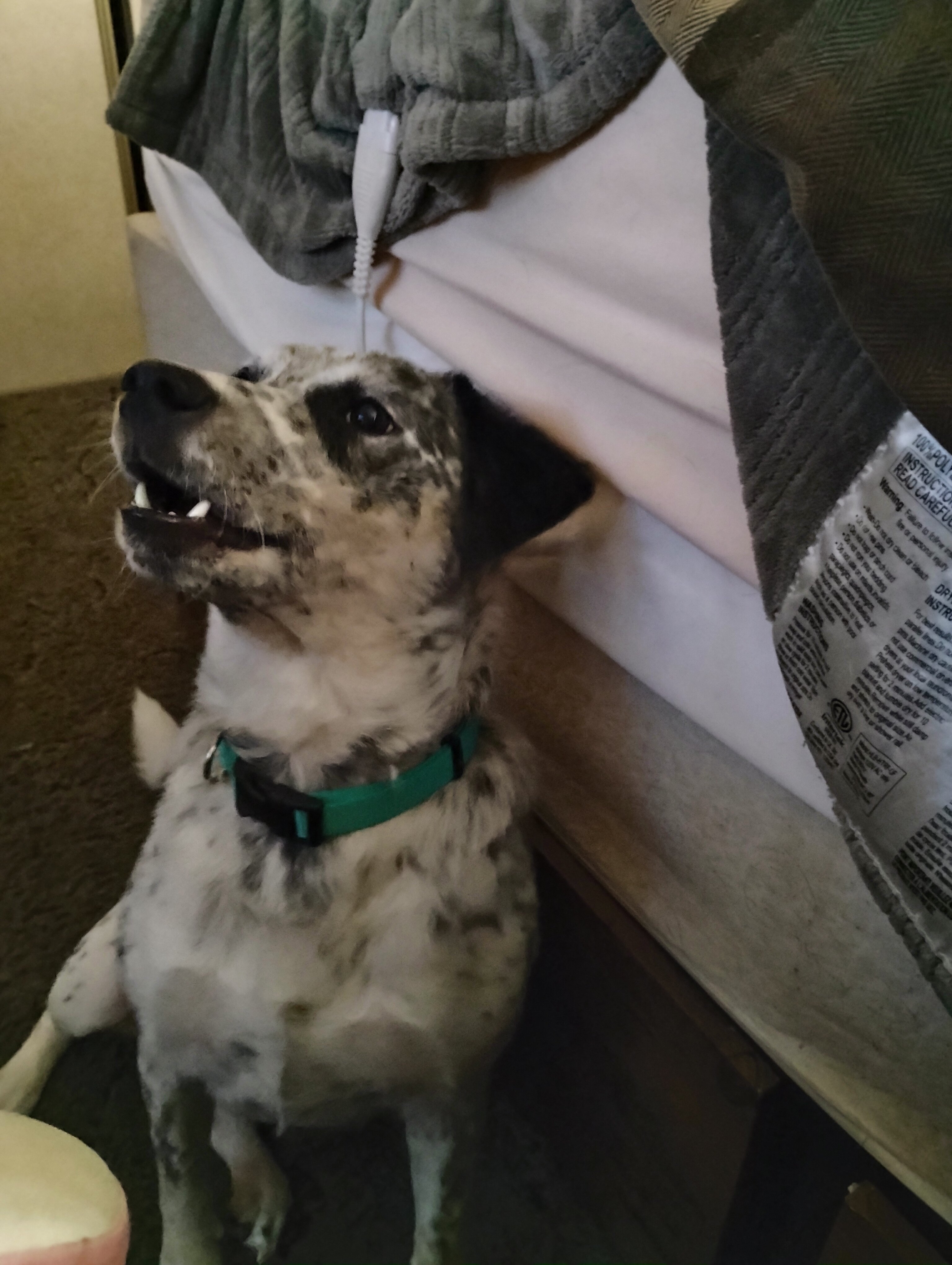 Sassy, Australian Cattle Dog (1yr) image 3