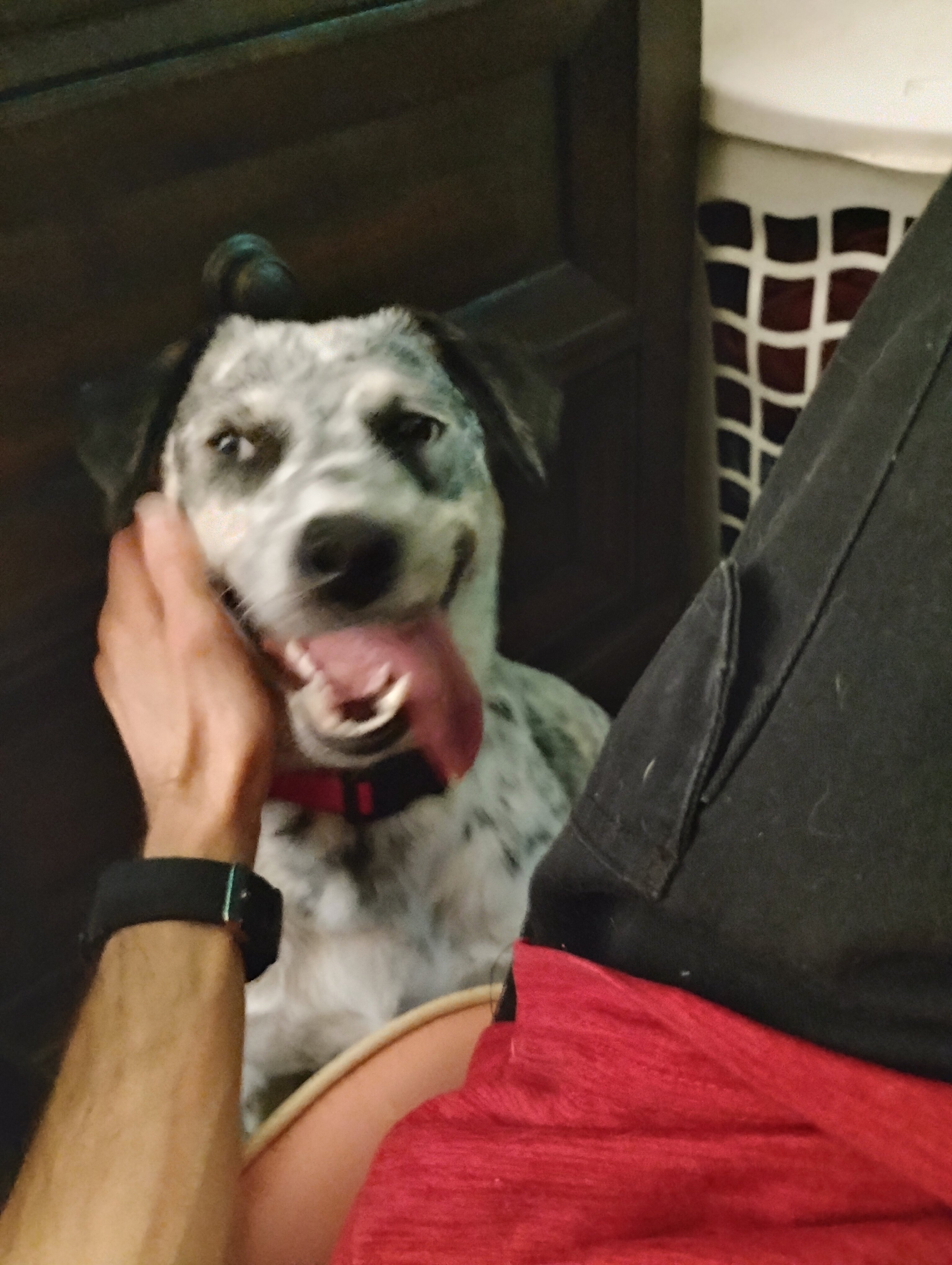 Sassy, Australian Cattle Dog (1yr) image 2