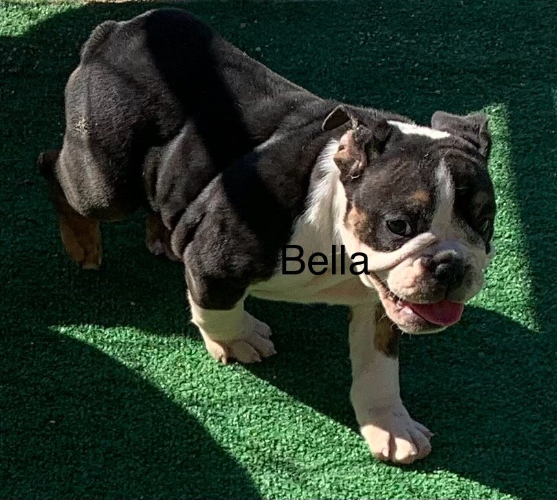 English bulldog puppies image 2