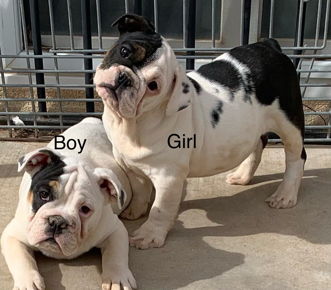 English bulldog puppies image 1