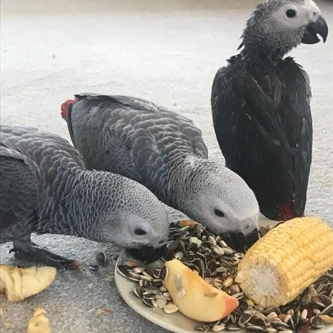 Talking African grey Parrots Available image 1