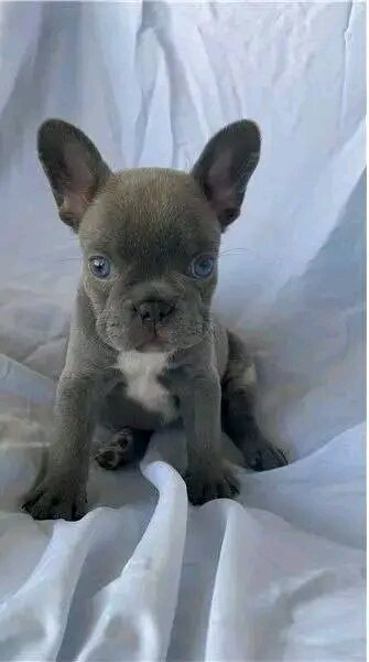 French bulldog puppies for adoption image 2