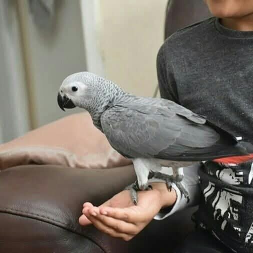 African grey Parrots for adoption image 1