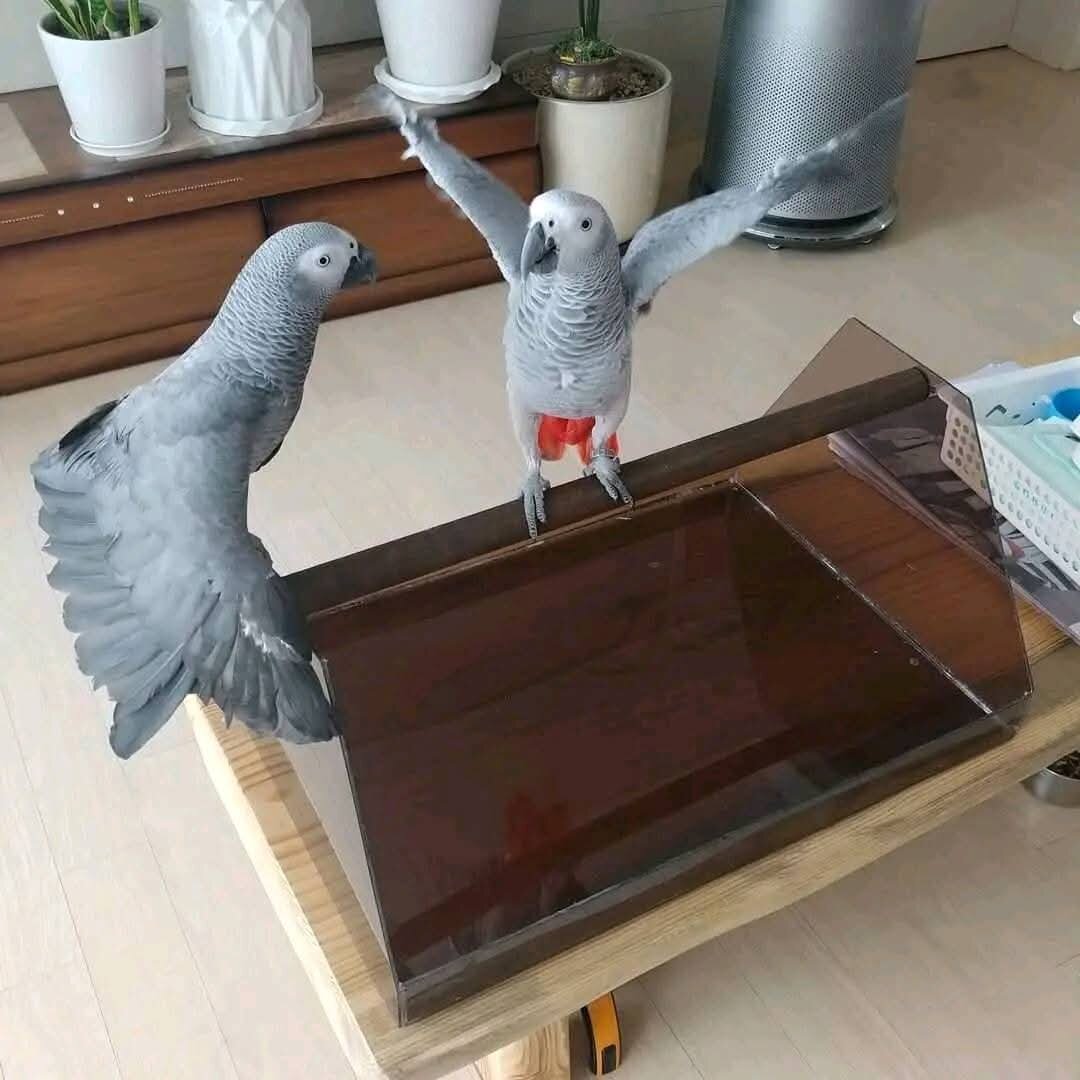 African grey Parrots for adoption image 2