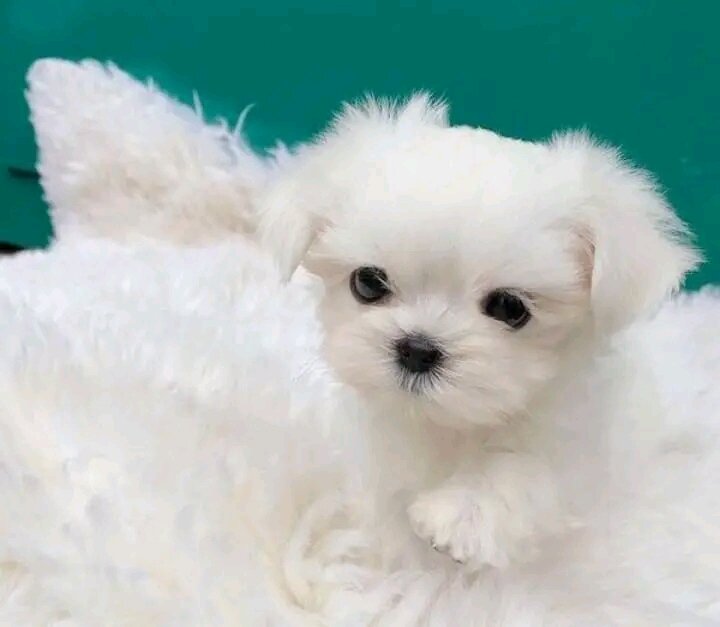 Gorgeous Maltese puppies ready now image 2