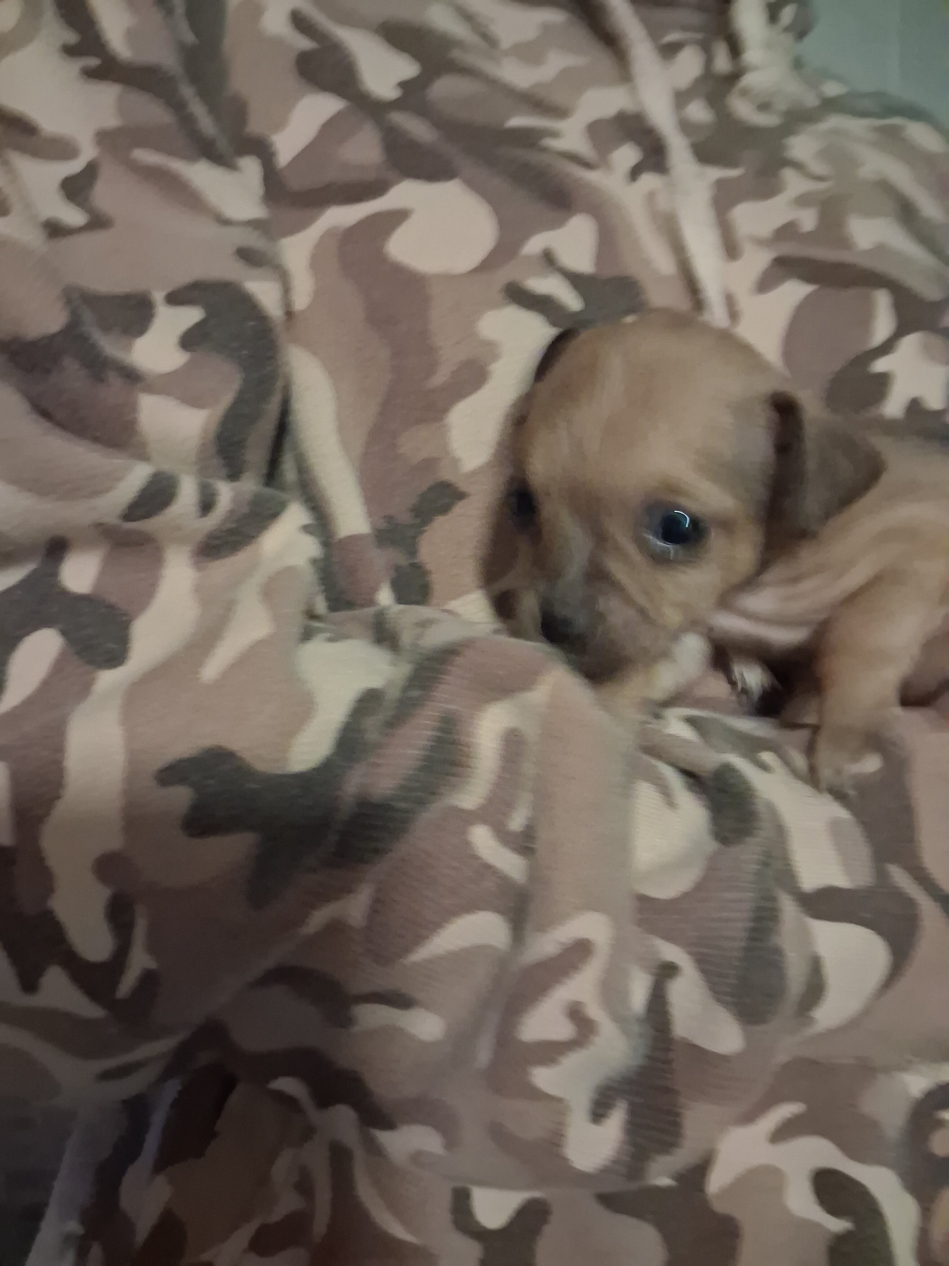 Chi-weenie up for discussion image 1