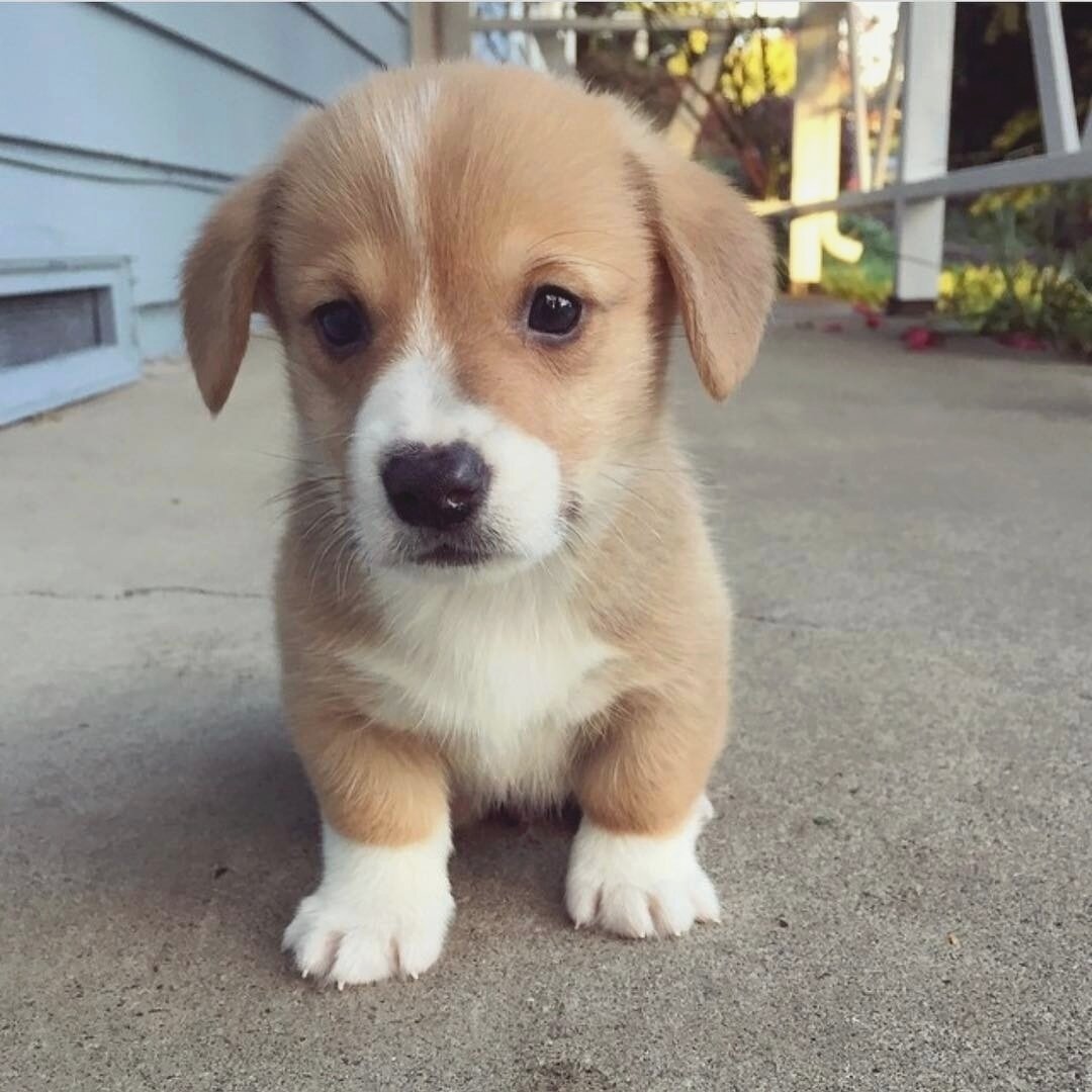 Friendly corgi puppies for adoption image 2