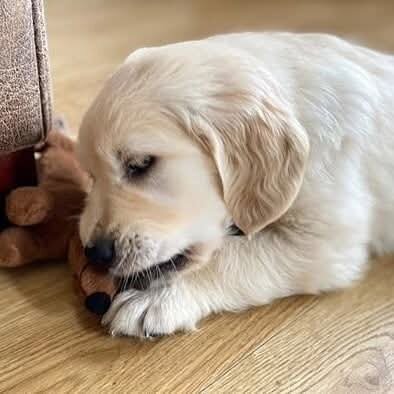 Golden Retriever puppies for adoption image 2