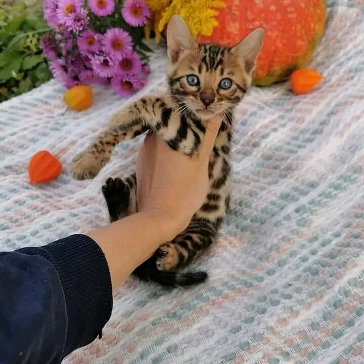 Male and female Bengal kittens for adoption image 2