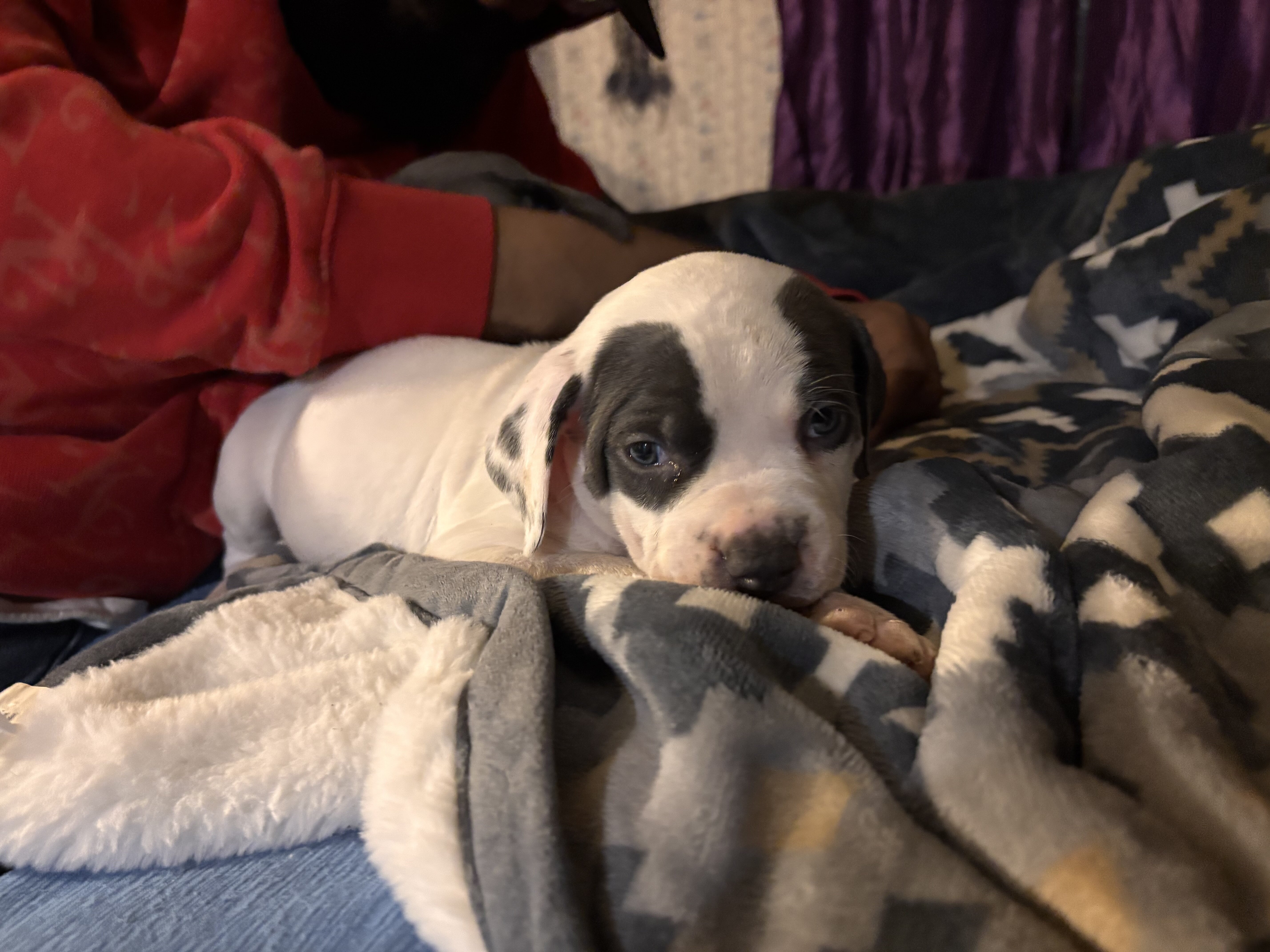 Blue nose pitbull puppies image 5