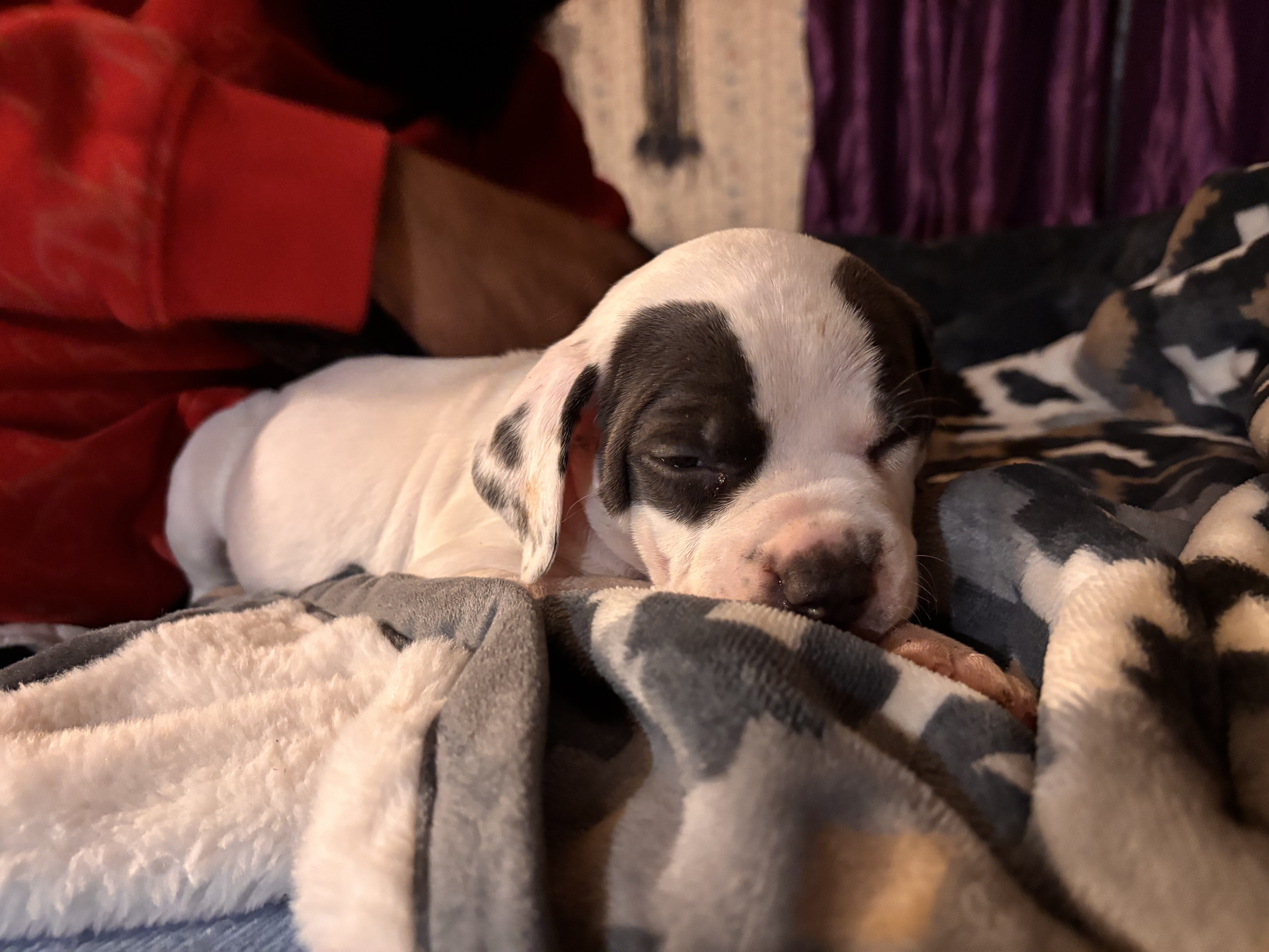 Blue nose pitbull puppies image 4