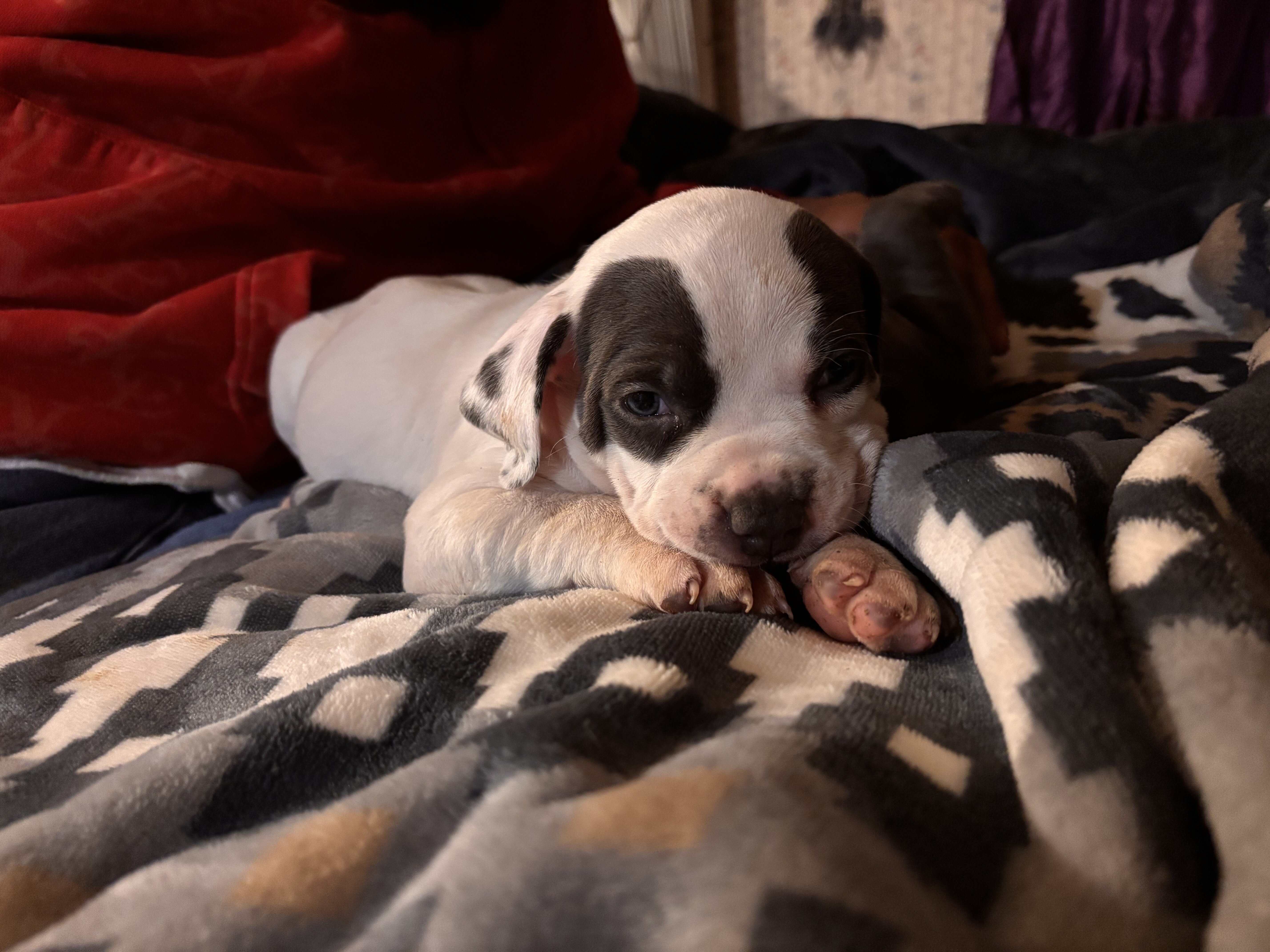Blue nose pitbull puppies image 3