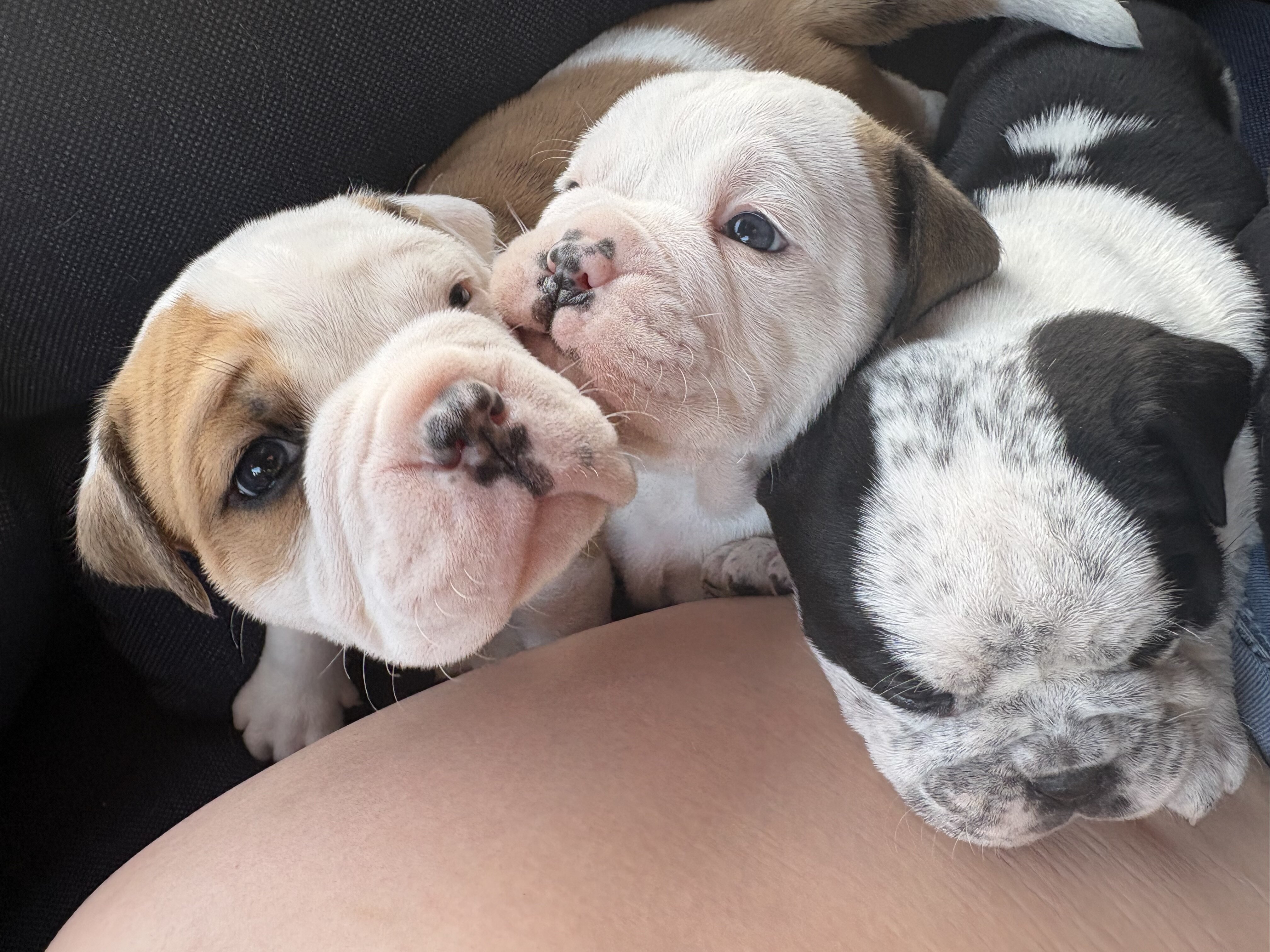 Old English bully image 1