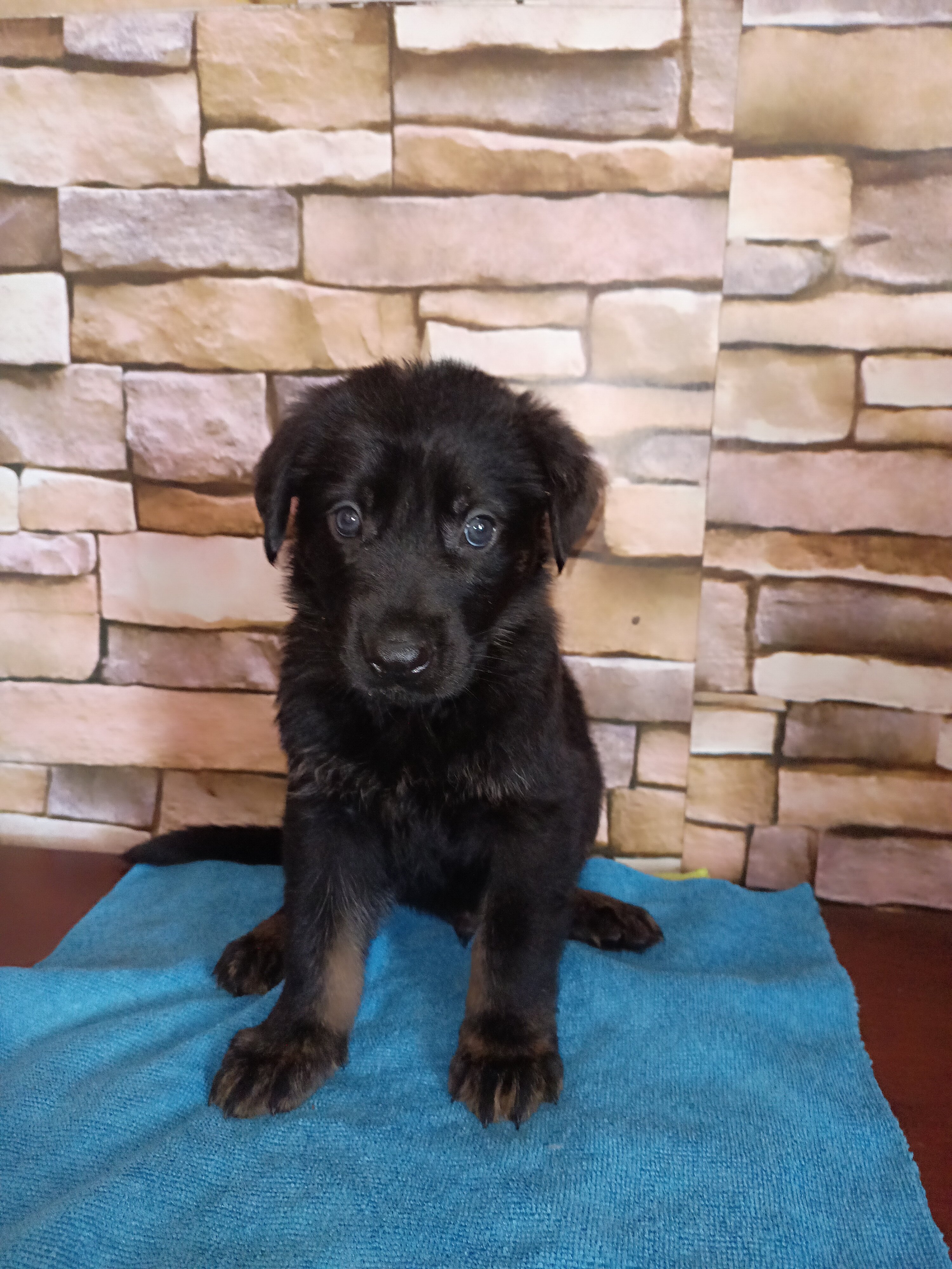 Adorable GSD Puppies image 4