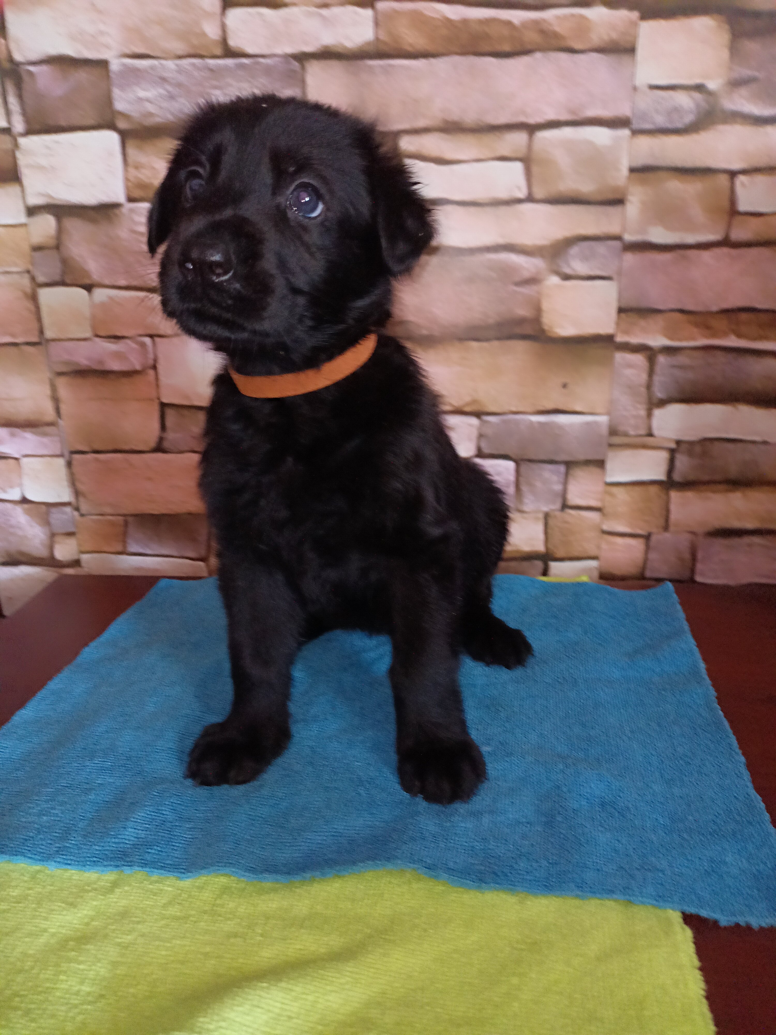 Adorable GSD Puppies image 3