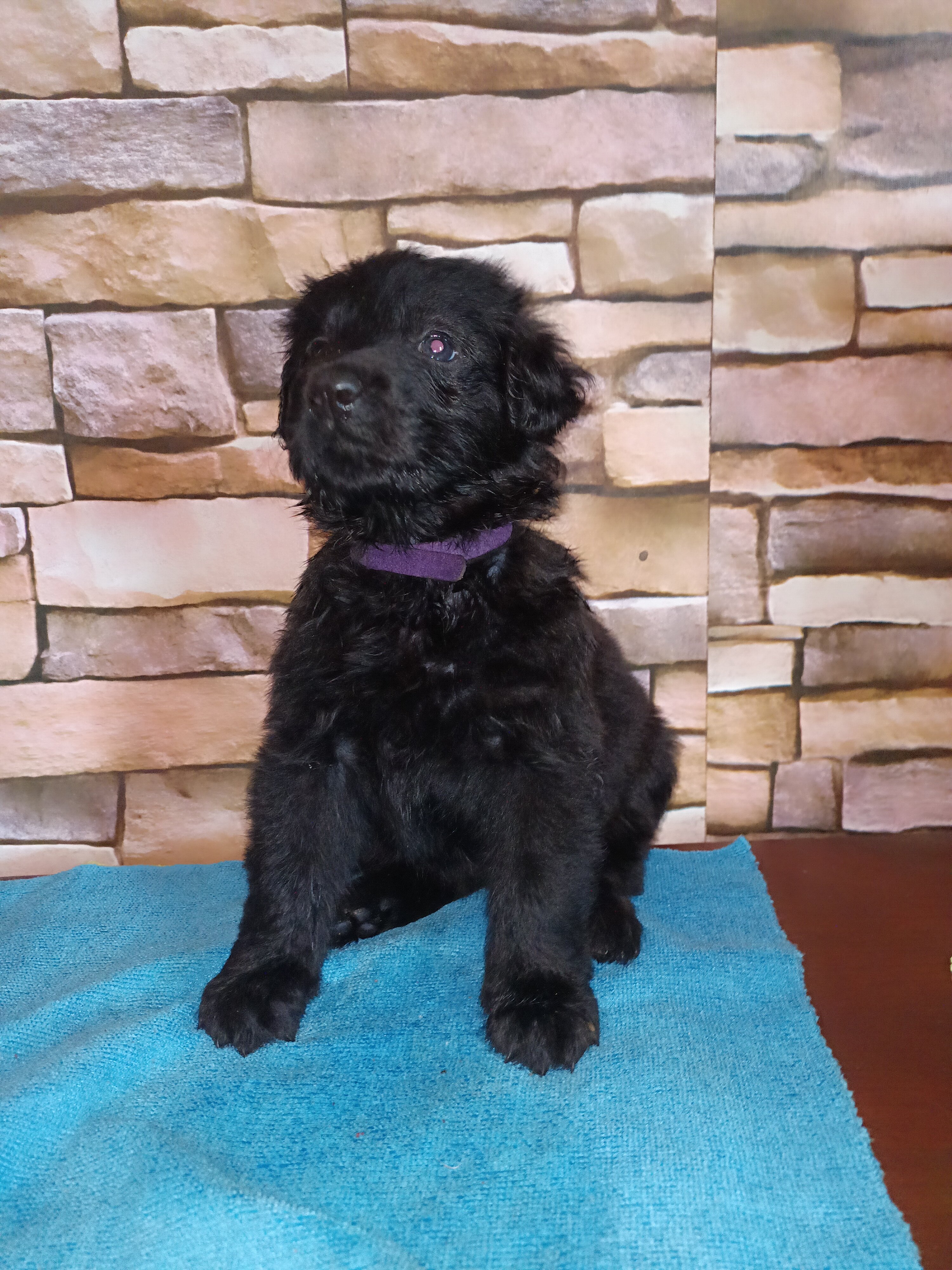Adorable GSD Puppies image 2