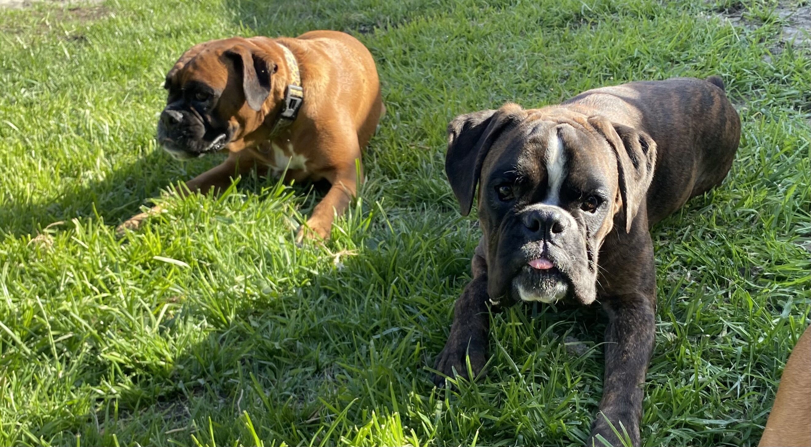 AKC BOXER PUPPY image 9