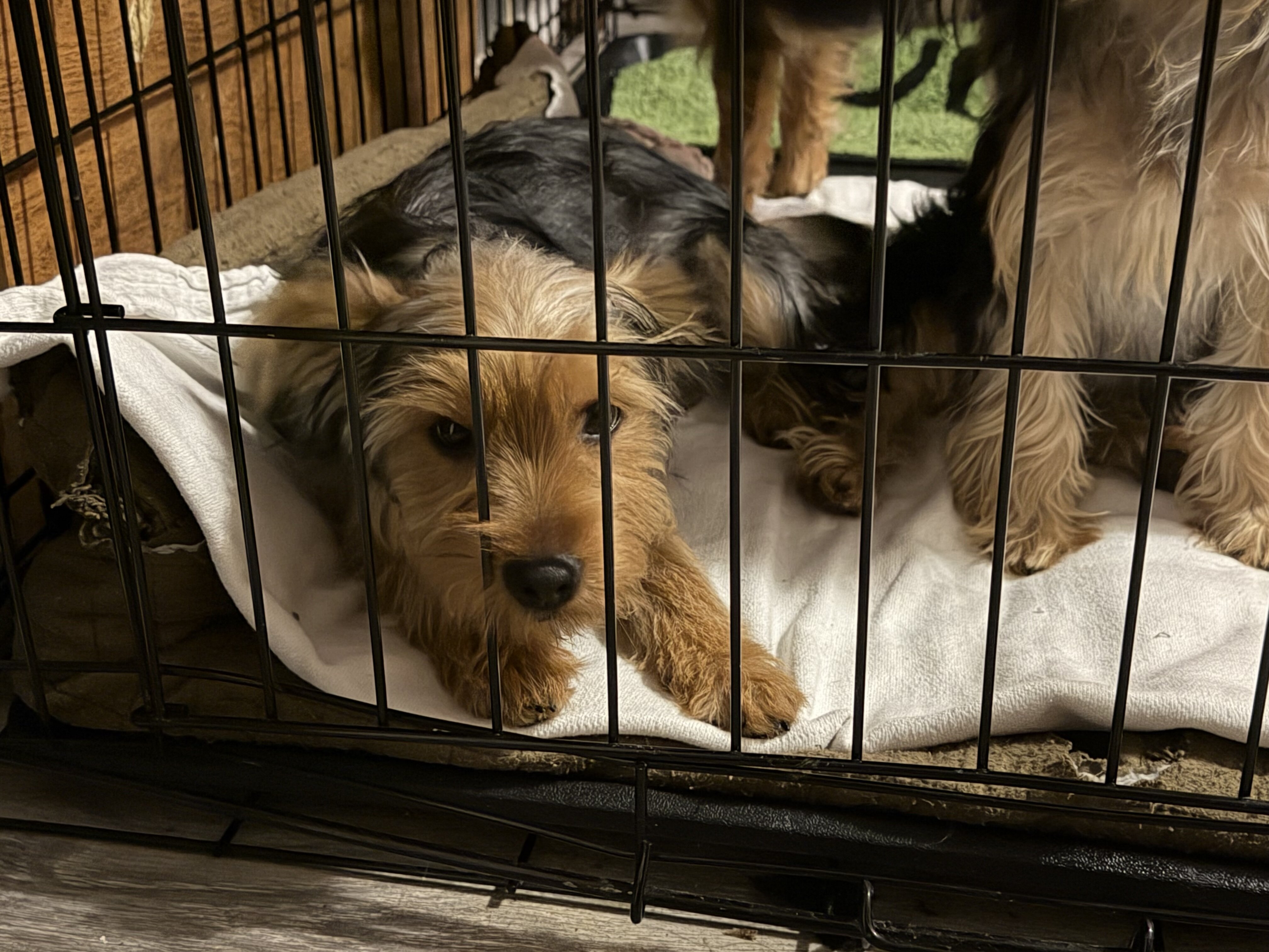 Beautiful Yorkshire Terrier Puppy image 4