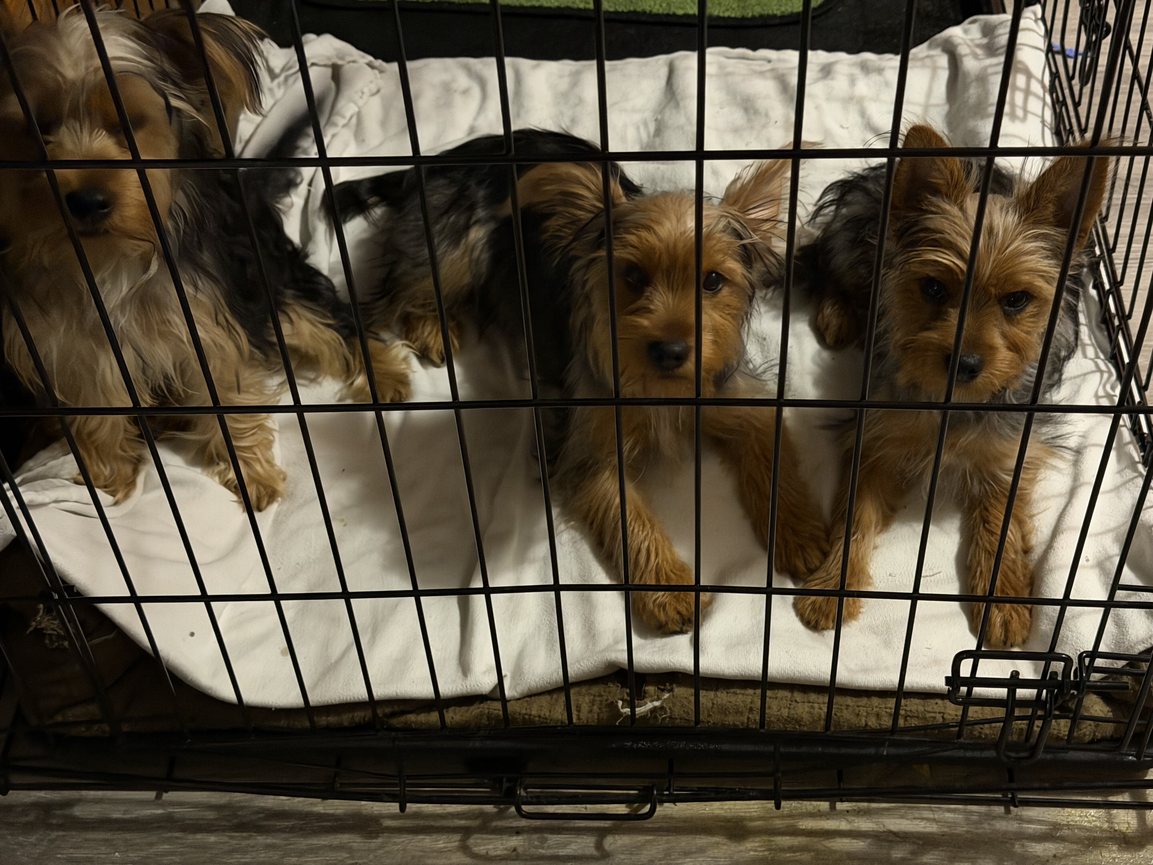 Beautiful Yorkshire Terrier Puppy image 1