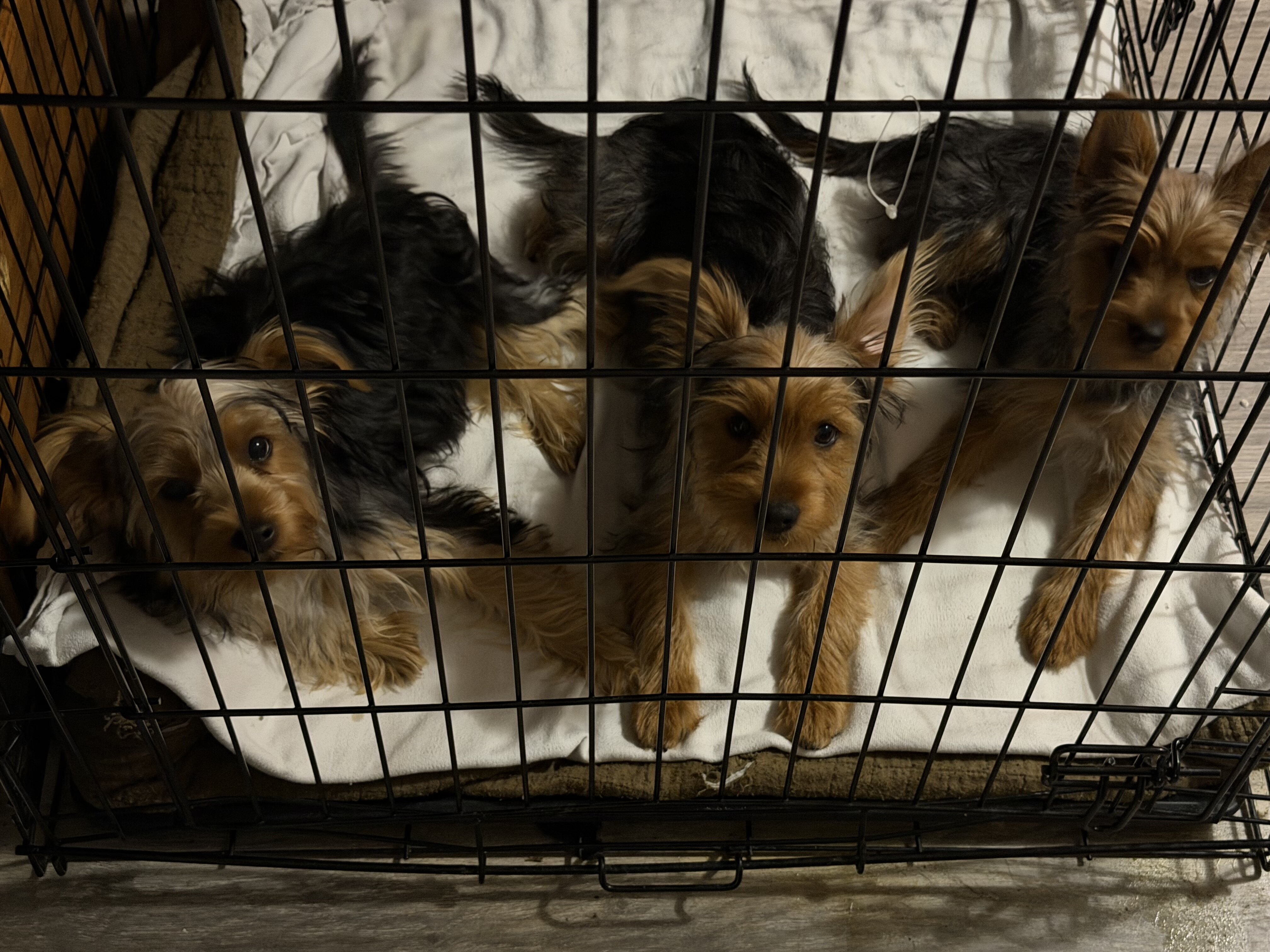 Beautiful Yorkshire Terrier Puppy image 2
