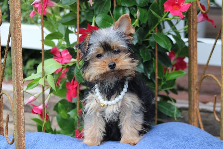 "Chloe" APRI registered image 2