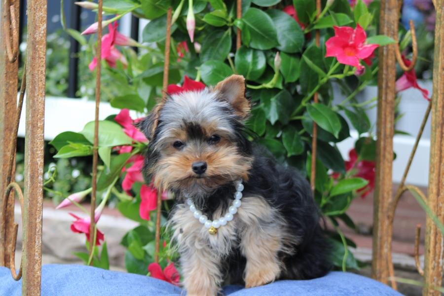 "Chloe" APRI registered image 4