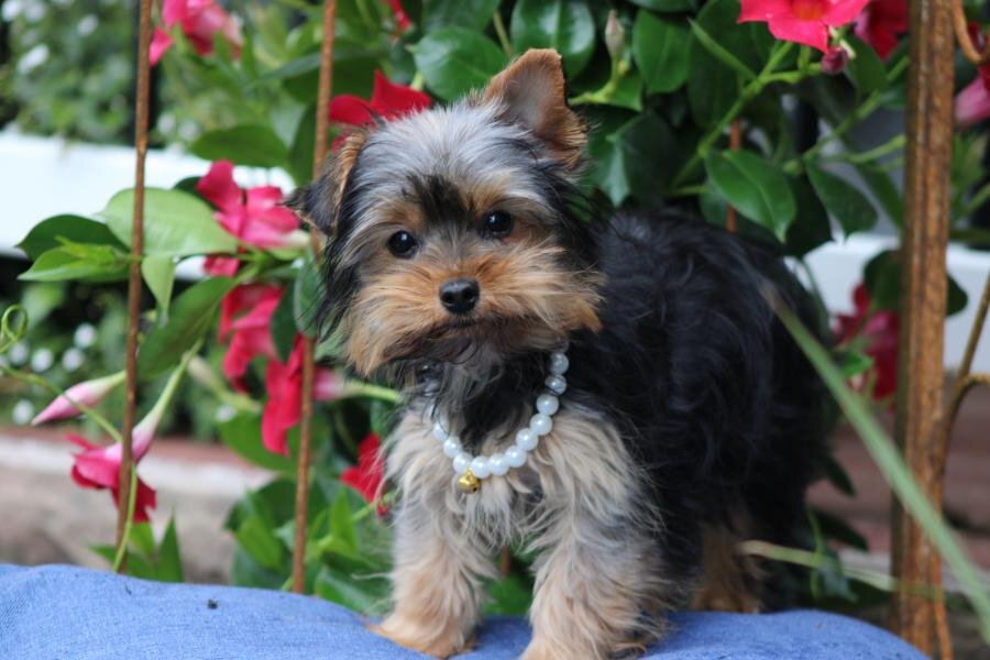 "Chloe" APRI registered image 3