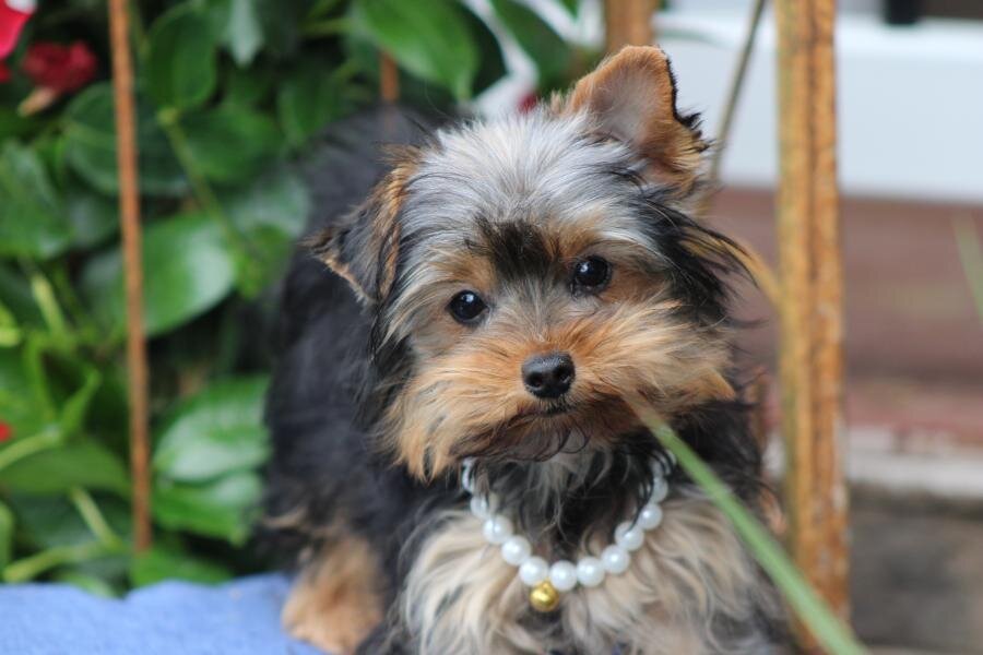 "Chloe" APRI registered image 1