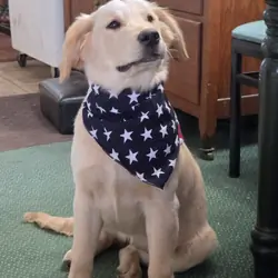 (AKC) Golden Retriever puppies for sale