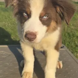 Pure Bred Standard Aussie Pup