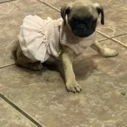Pugs