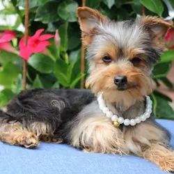"Bella" APRI Registered