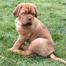 Dogue de Bordeaux Puppy