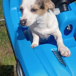 Stubby leg dear head Chihuahua pup