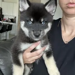 F4 blue eyed Mini Pomsky boy