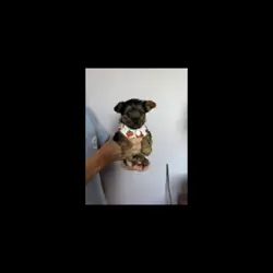 Registered female Yorkshire pups
