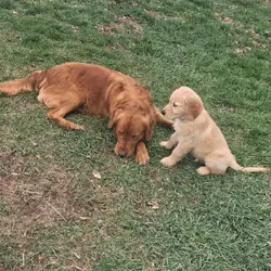AKC Male Golden Retreiver 14 Weeks