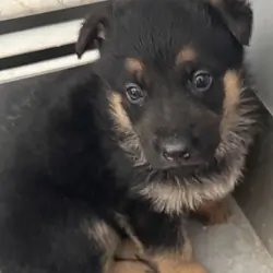 German Shepherd puppies