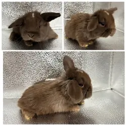 Holland Lop Bunnies