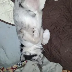 3 left Miniature Husky-Aussie Shepherd puppies