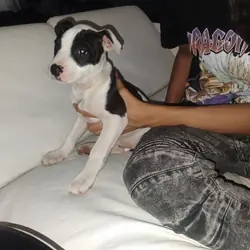 Puppies