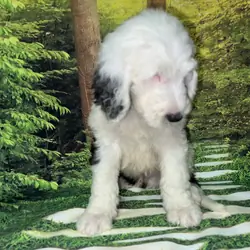 Standard Sheepadoodles